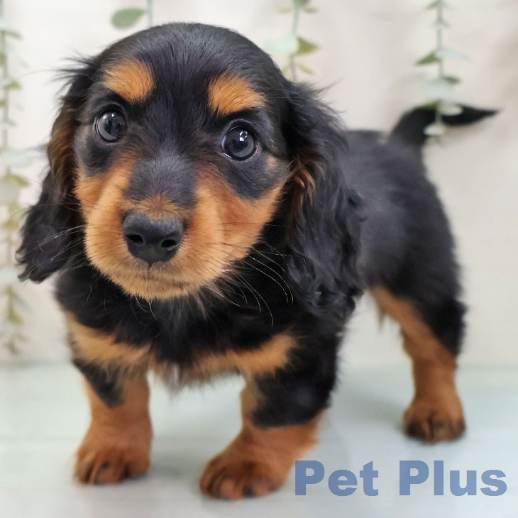 ミニチュア・ダックスフンドの写真2