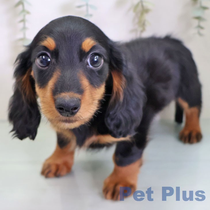 ミニチュア・ダックスフンド