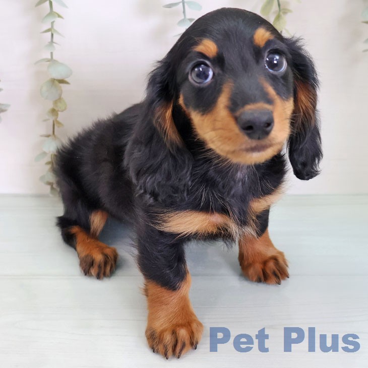 ミニチュア・ダックスフンドの写真2