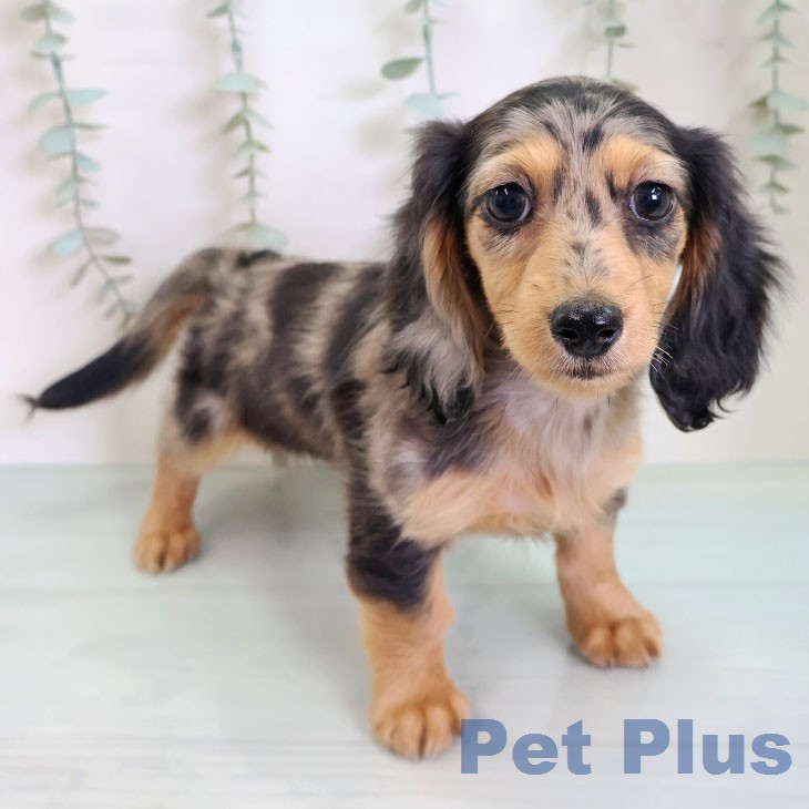 ミニチュア・ダックスフンド