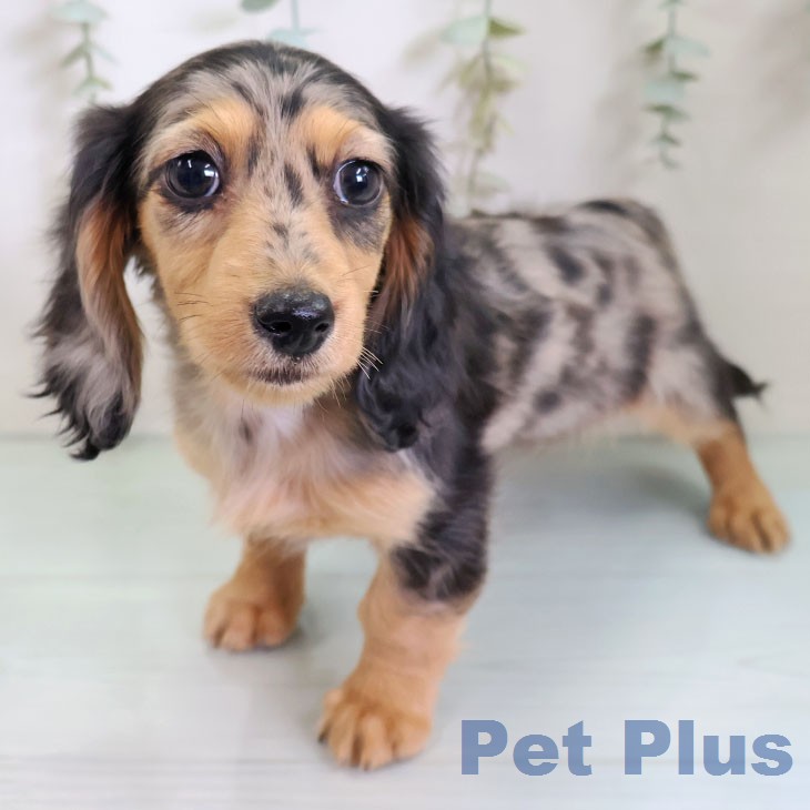 ミニチュア・ダックスフンドの写真2