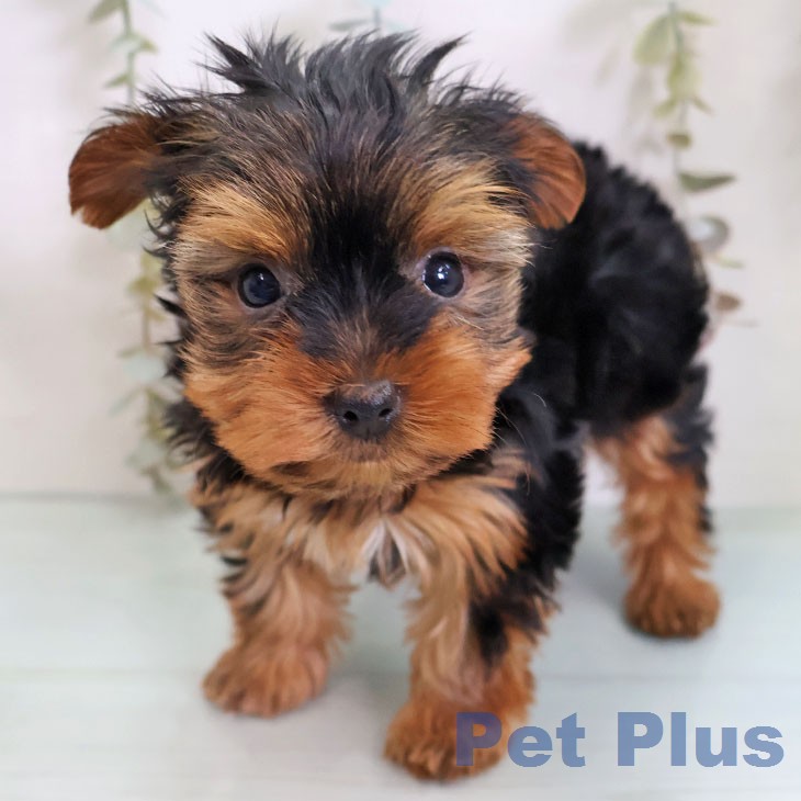 ヨークシャー・テリア