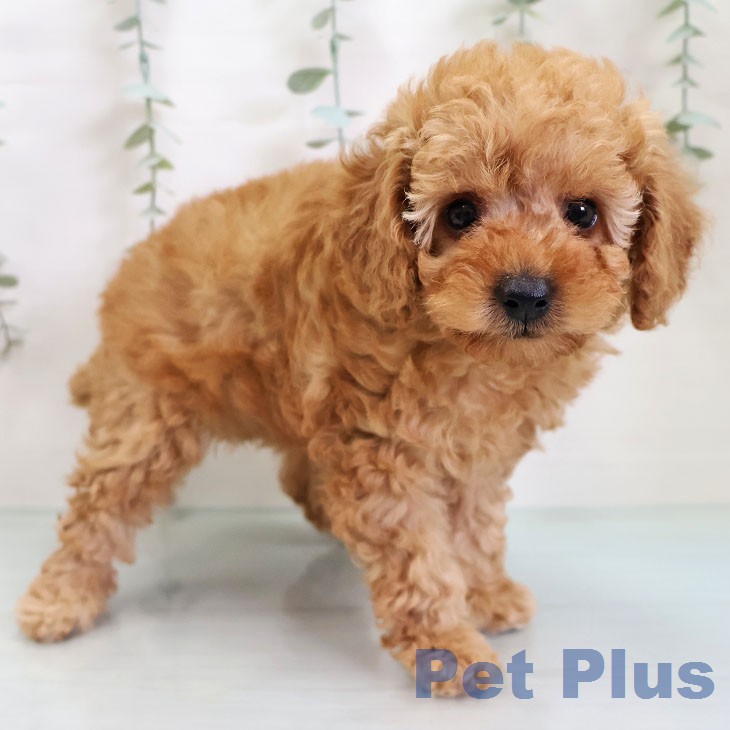 トイ・プードル