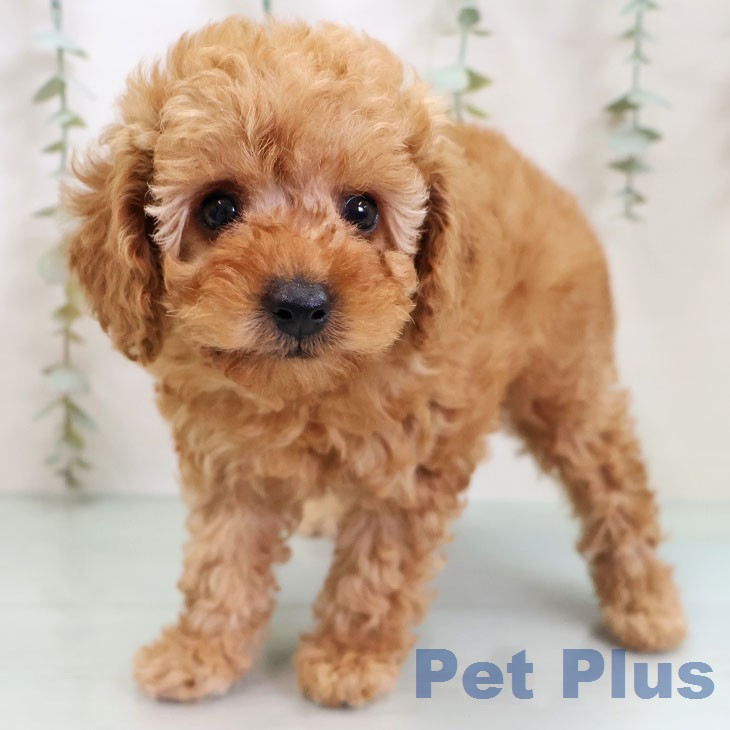 トイ・プードル