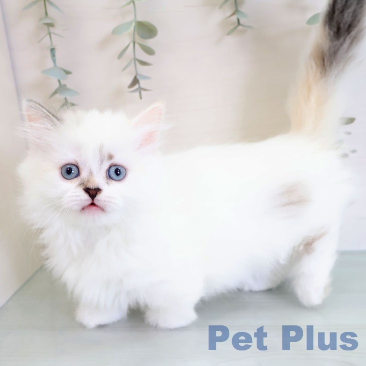 マンチカンの写真2