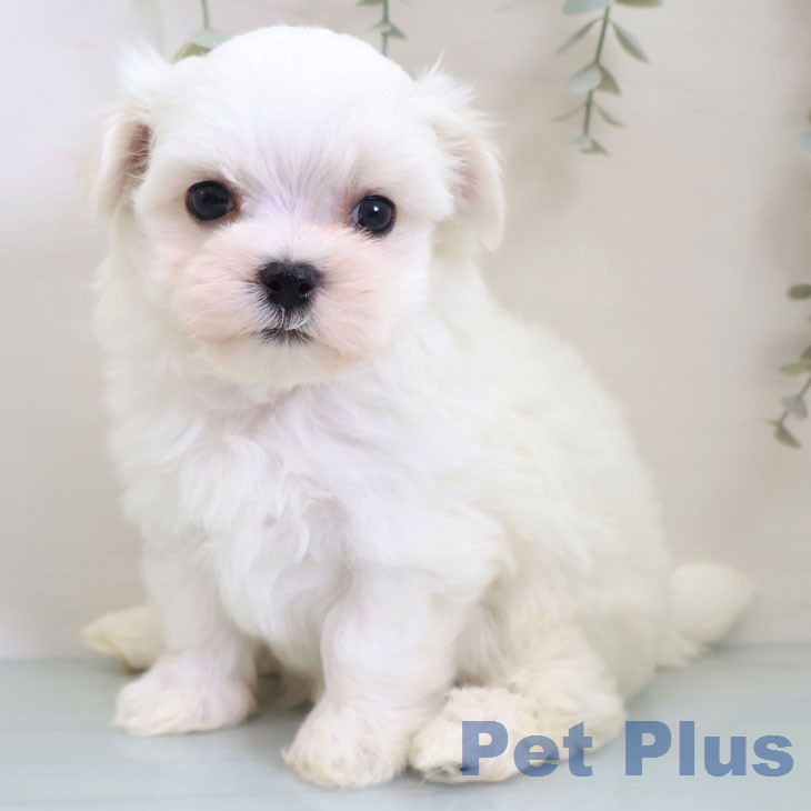 マルチーズの写真2