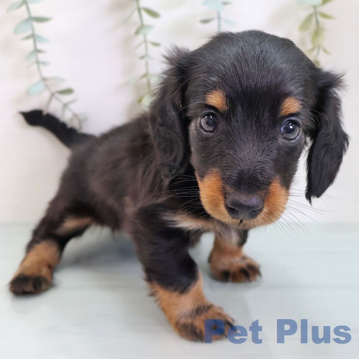 カニーンヘン・ダックスフンド