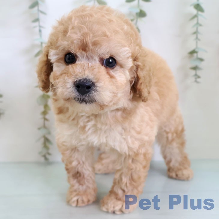 トイ・プードル