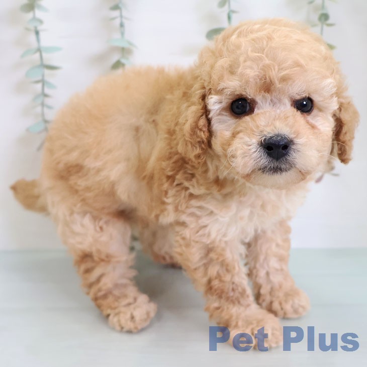 トイ・プードルの写真2