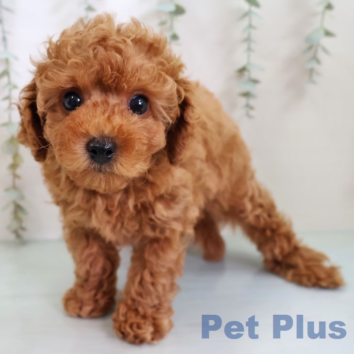 トイ・プードル