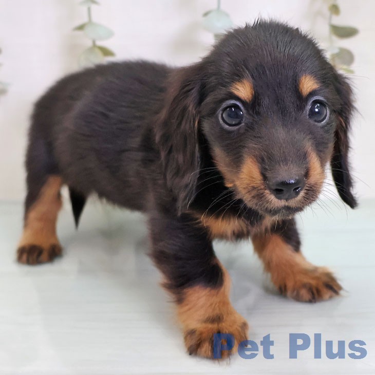 ミニチュア・ダックスフンド