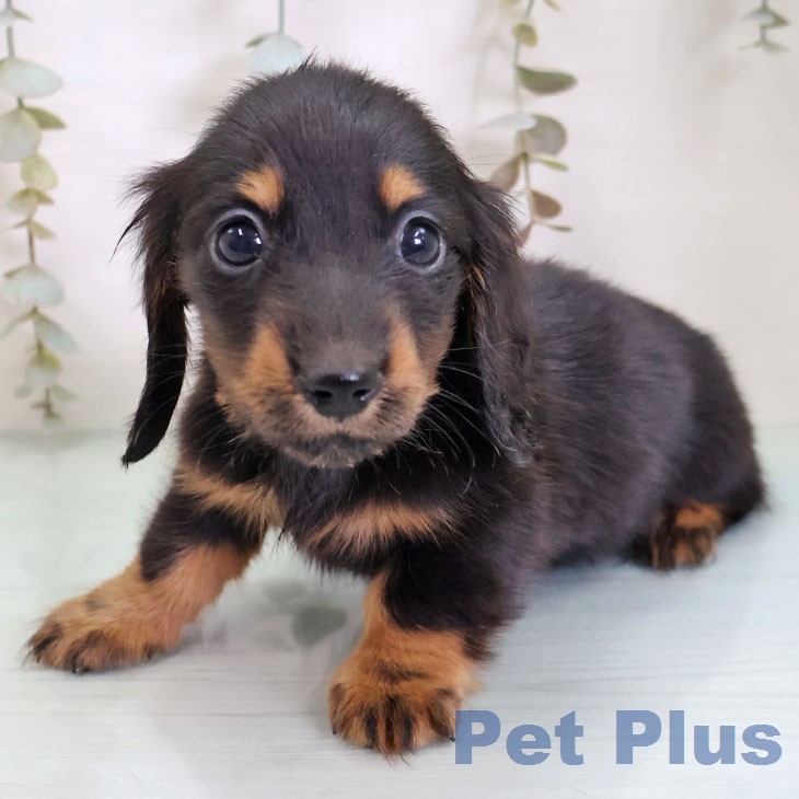 ミニチュア・ダックスフンドの写真2