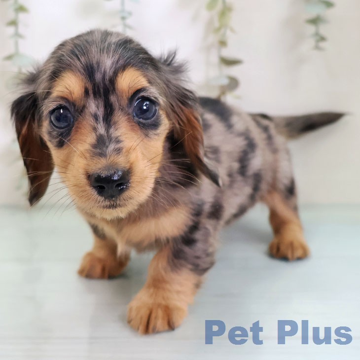 ミニチュア・ダックスフンド