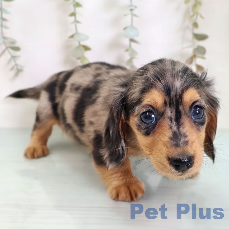 ミニチュア・ダックスフンドの写真2