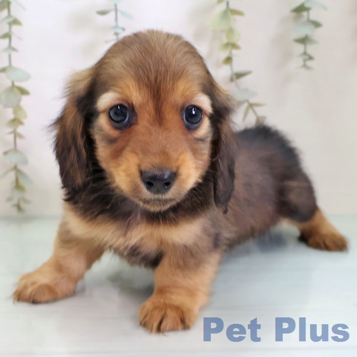 ミニチュア・ダックスフンド