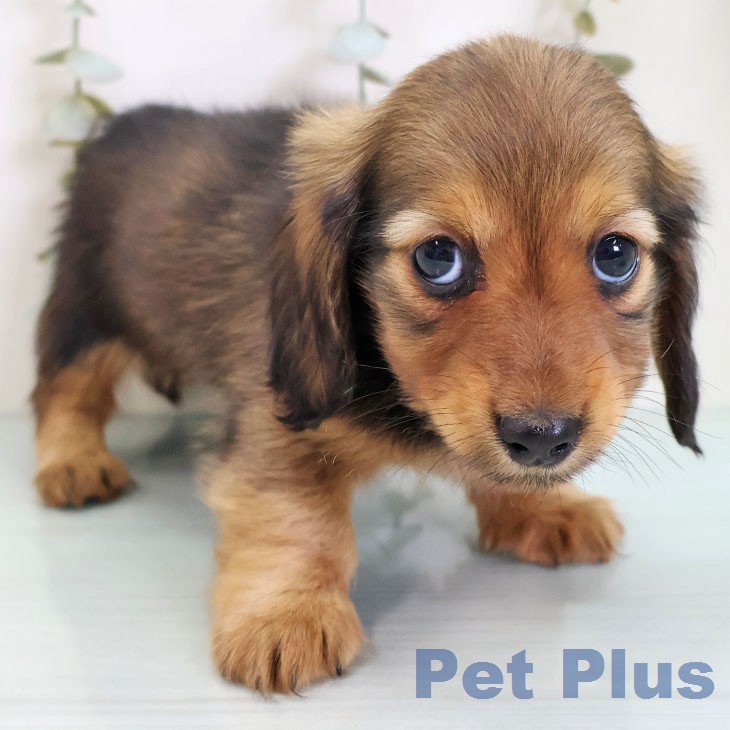 ミニチュア・ダックスフンドの写真2