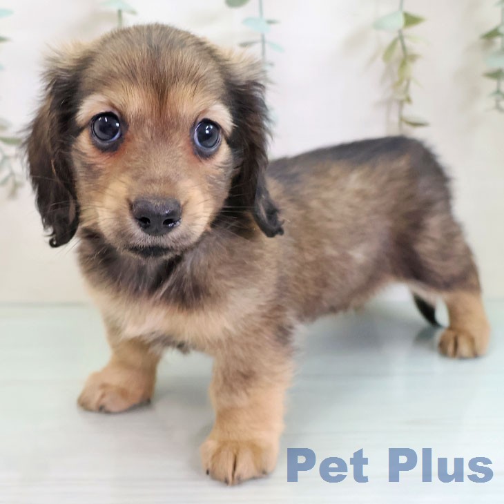 ミニチュア・ダックスフンド