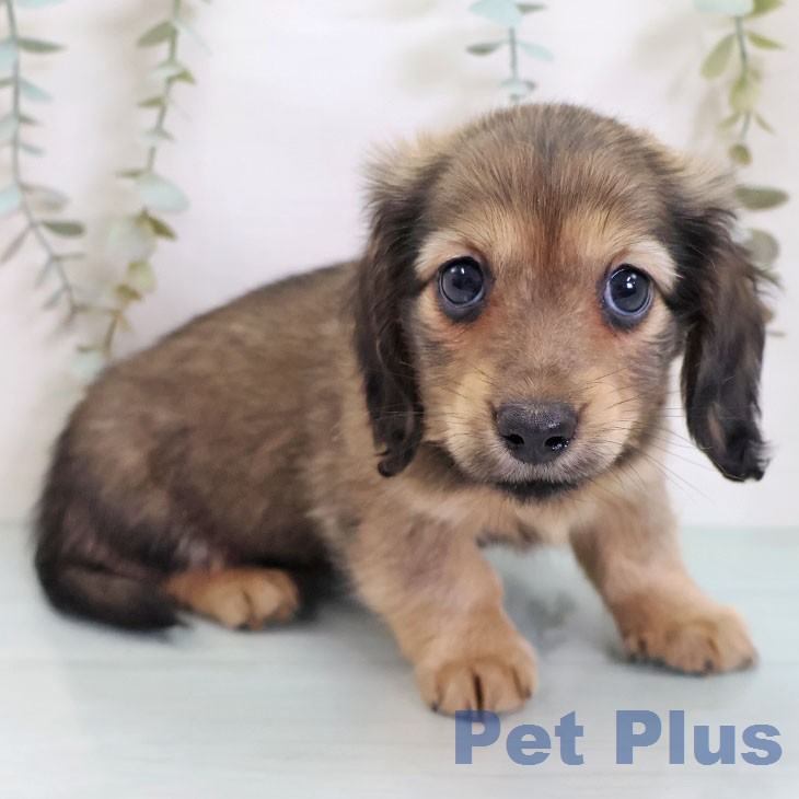 ミニチュア・ダックスフンドの写真2