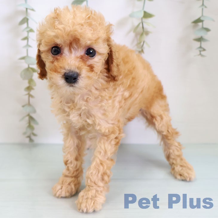 トイ・プードル