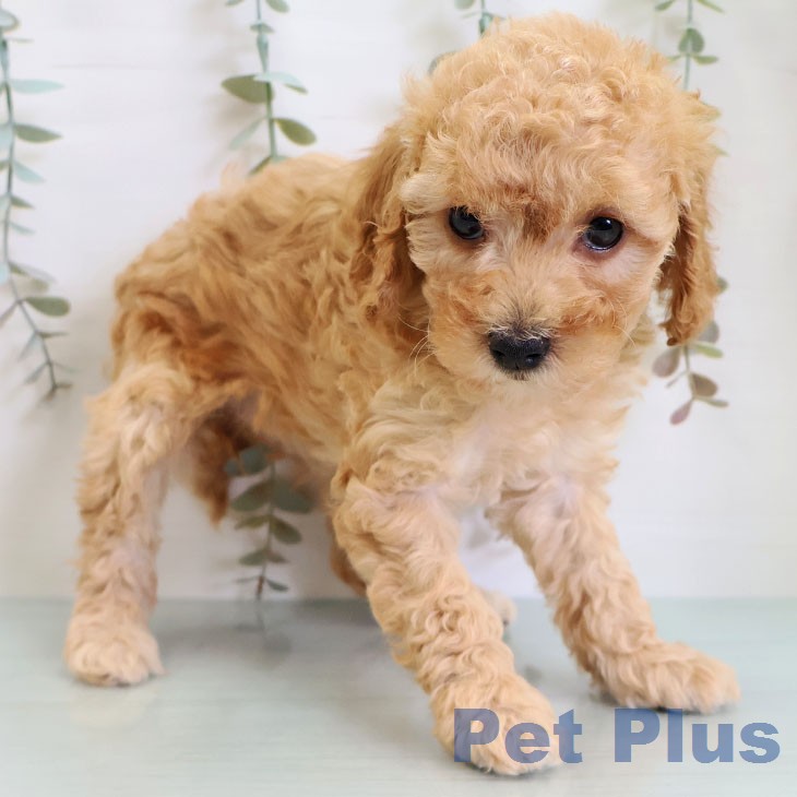 トイ・プードルの写真2