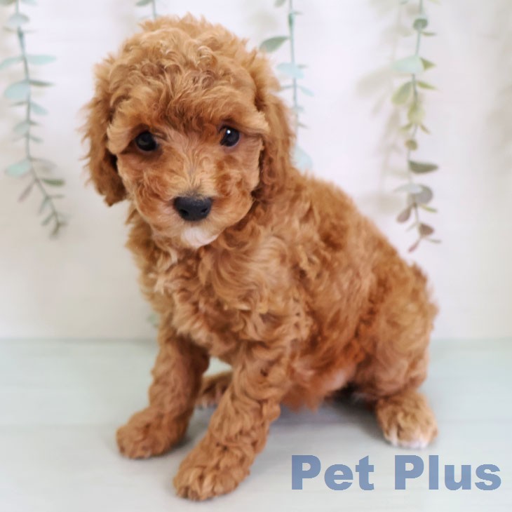 トイ・プードル