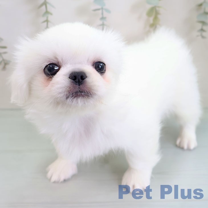 ペキニーズの写真2