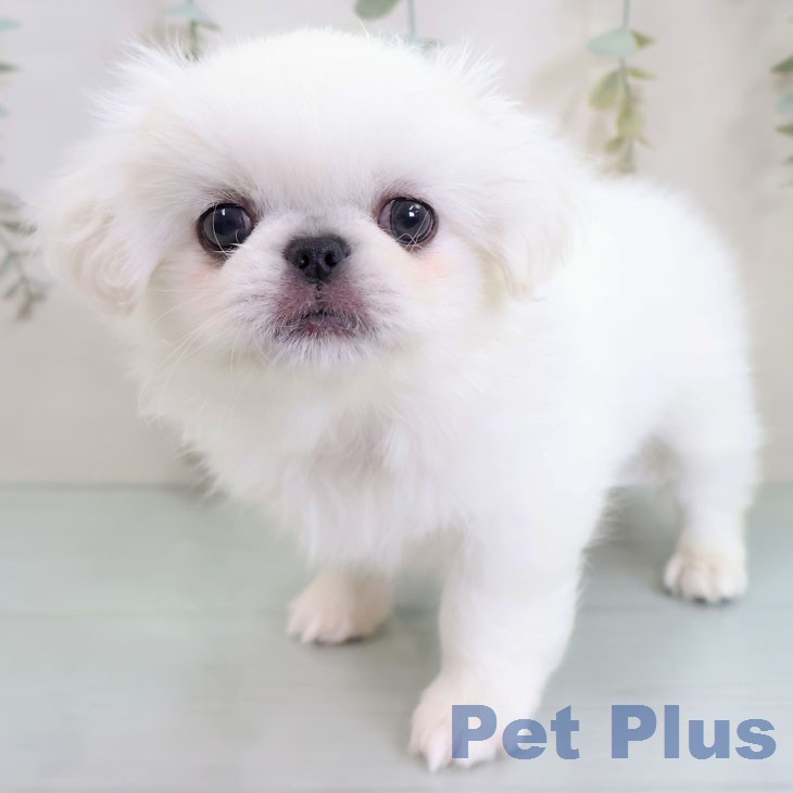 ペキニーズの写真2