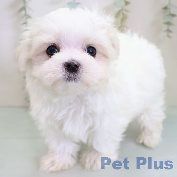 マルチーズの写真2