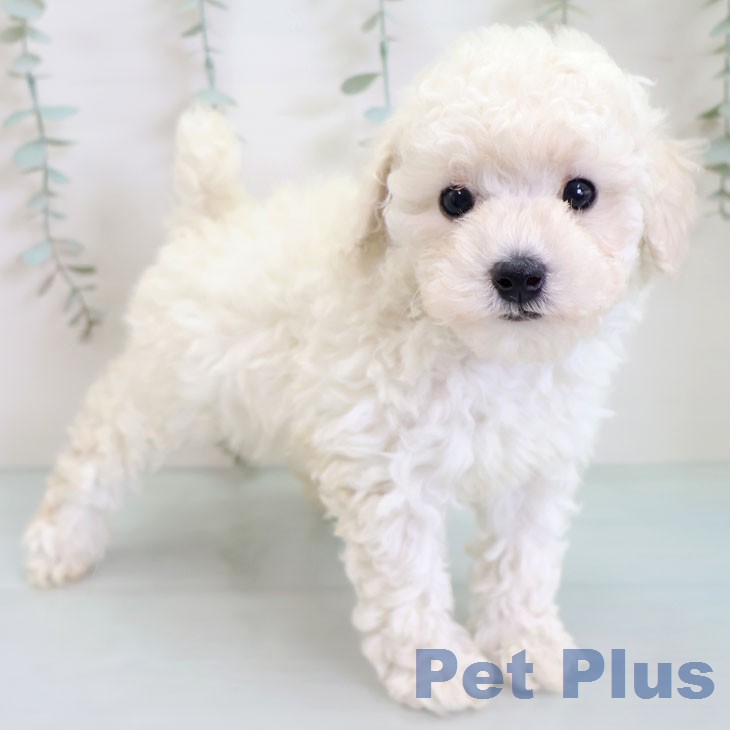 トイ・プードル