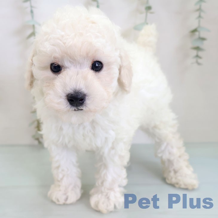 トイ・プードルの写真2