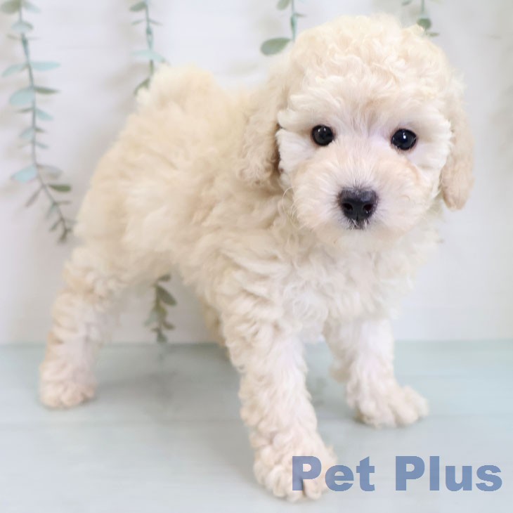 トイ・プードル