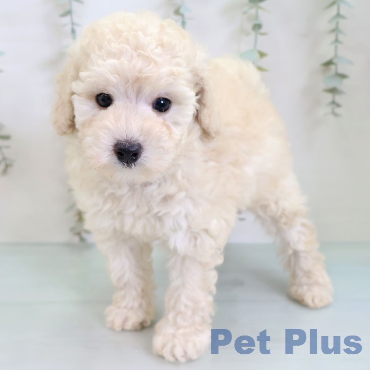 トイ・プードルの写真2
