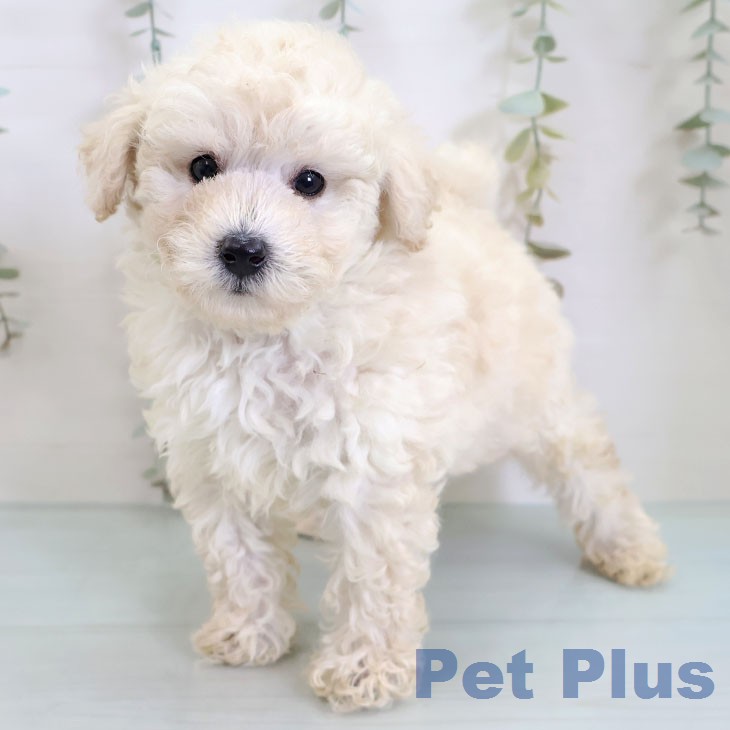 トイ・プードルの写真2