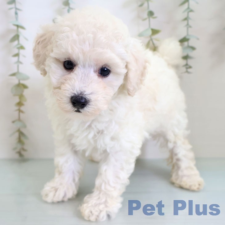 トイ・プードル