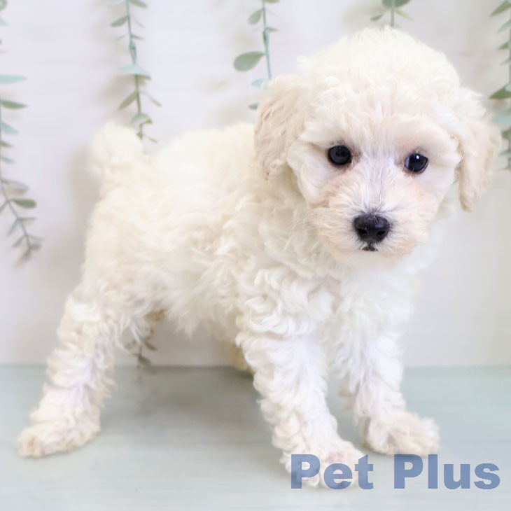 トイ・プードルの写真2