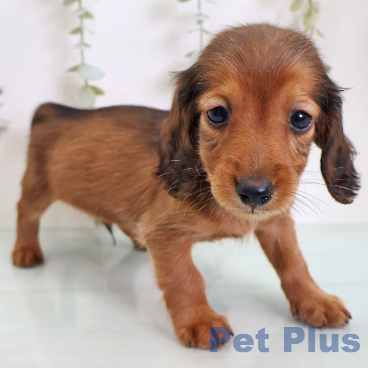 カニーンヘン・ダックスフンド