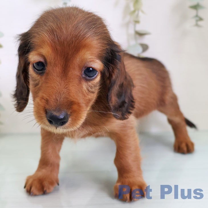 カニーンヘン・ダックスフンドの写真2