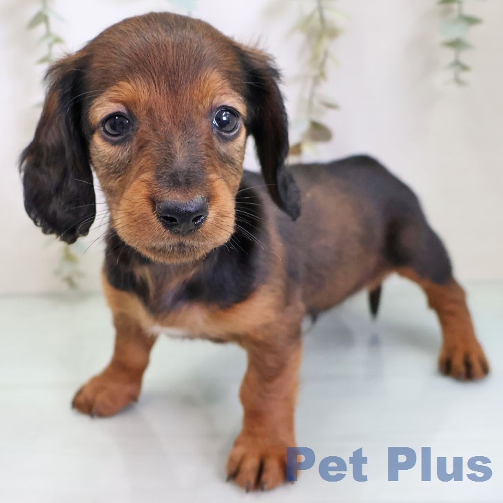 カニーンヘン・ダックスフンド