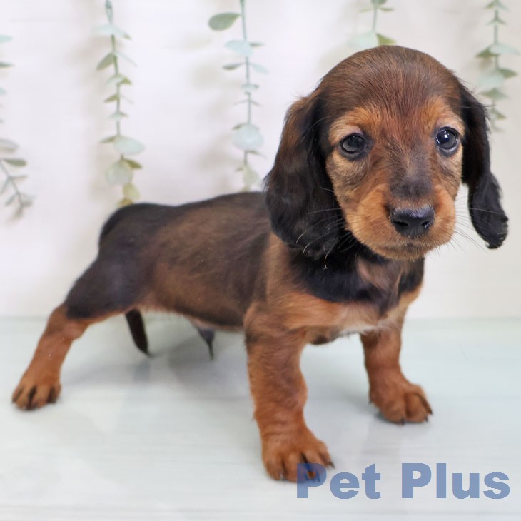 カニーンヘン・ダックスフンド