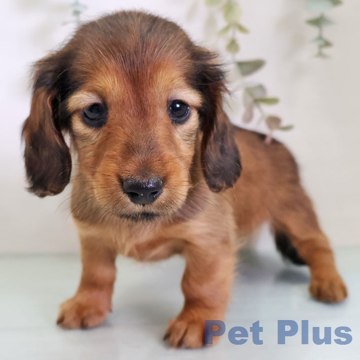 カニーンヘン・ダックスフンドの写真1