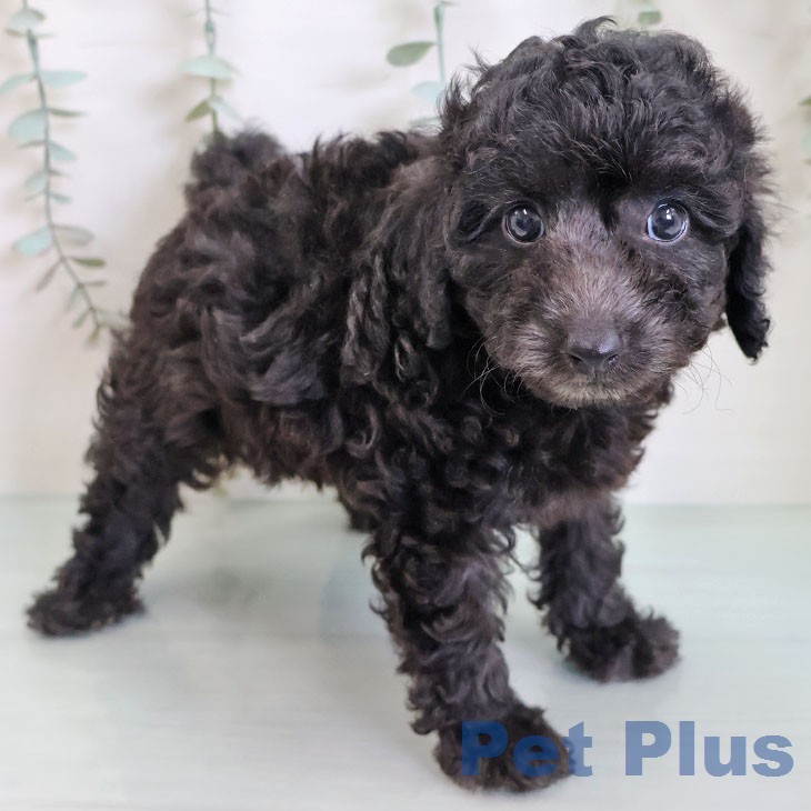 トイ・プードル