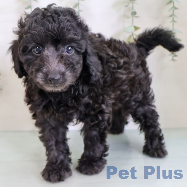 トイ・プードルの写真2