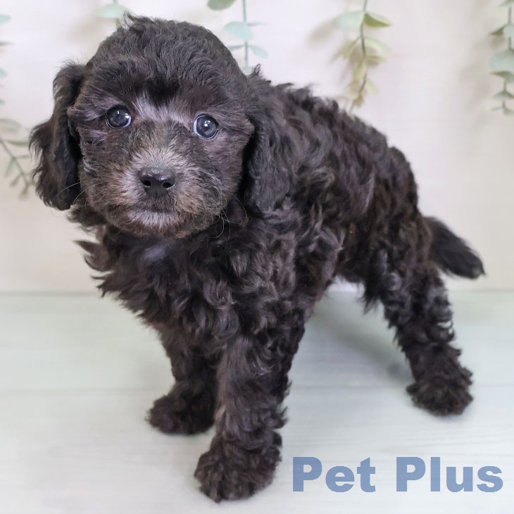 トイ・プードルの写真2