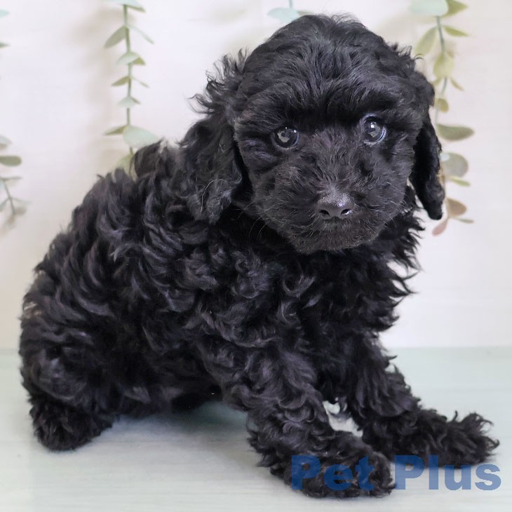 トイ・プードルの写真2