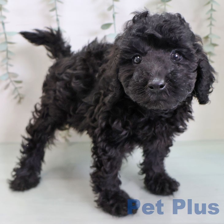 トイ・プードル