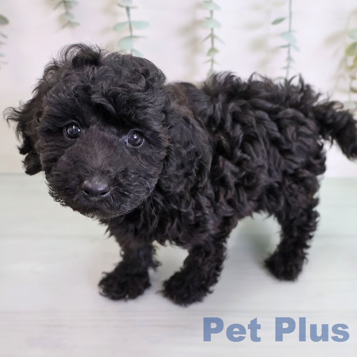 トイ・プードルの写真2