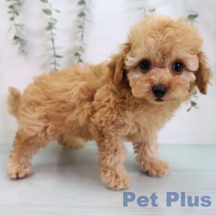 トイ・プードルの写真1