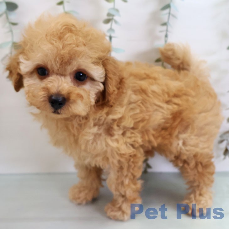 トイ・プードルの写真2