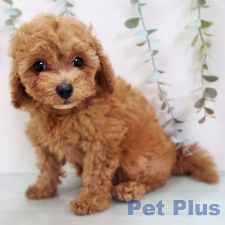 トイ・プードル