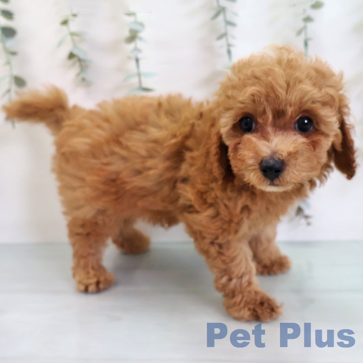 トイ・プードルの写真2